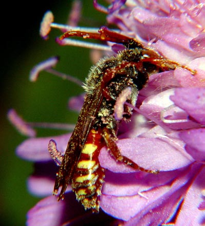 Under senare år har vilda bin uppmärksammats allt mer eftersom de har minskat i utbredning och antal samt eftersom de utgör viktiga pollinatörer (Matheson m.fl. 1996, Kremen m.fl. 2002).