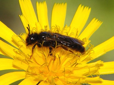 Ent. Tidskr. 125 (2004) Figur 3. En hane av det stora fibblebiet vilande i en blomkorg av rotfibbla. Foto L. Anders Nilsson. Panurgus banksianus (male) resting in a flower of Hypochoeris radicata.