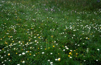 Ent. Tidskr. 125 (2004) Väddsandbiet, Andrena hattorfiana i Stenbrohult Figur 11. Slåtteräng vid Djäknabygd 2003 med riklig förekomst av sommarfibbla och prästkrage.