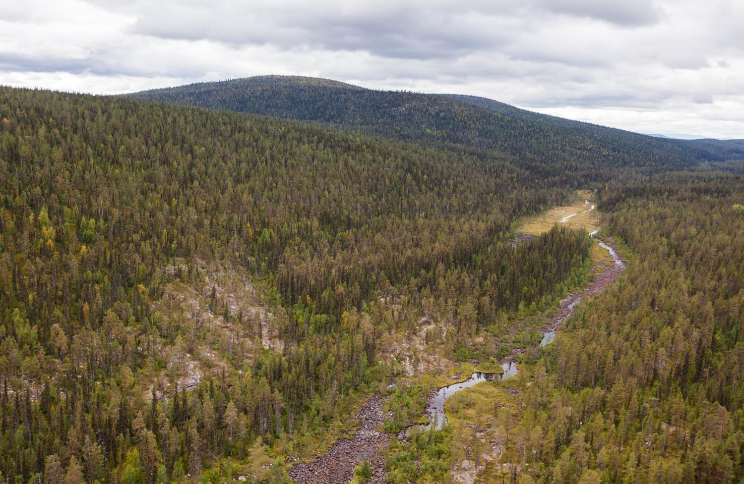 Dalgång med obruten naturskog. Jelka-Rimakåbbå (N2000), Jokkmokks kommun.