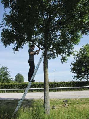 (every second tree in the alley) were left as control. The lower branches of each tree (2-3 branches per tree) were pruned at a height of approximately 2 m.