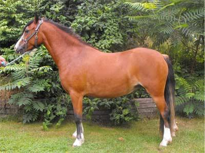 118 cm Född 2007 hos Irene & Bjarne Willhed, Axtveten 108, 454 92 Brastad Springbourne Pioneer RWM 49 Springbourne Careaway WSB 28533 Springbourne Piodeen Pennual Mark WSB 18382 Springbourne Carys