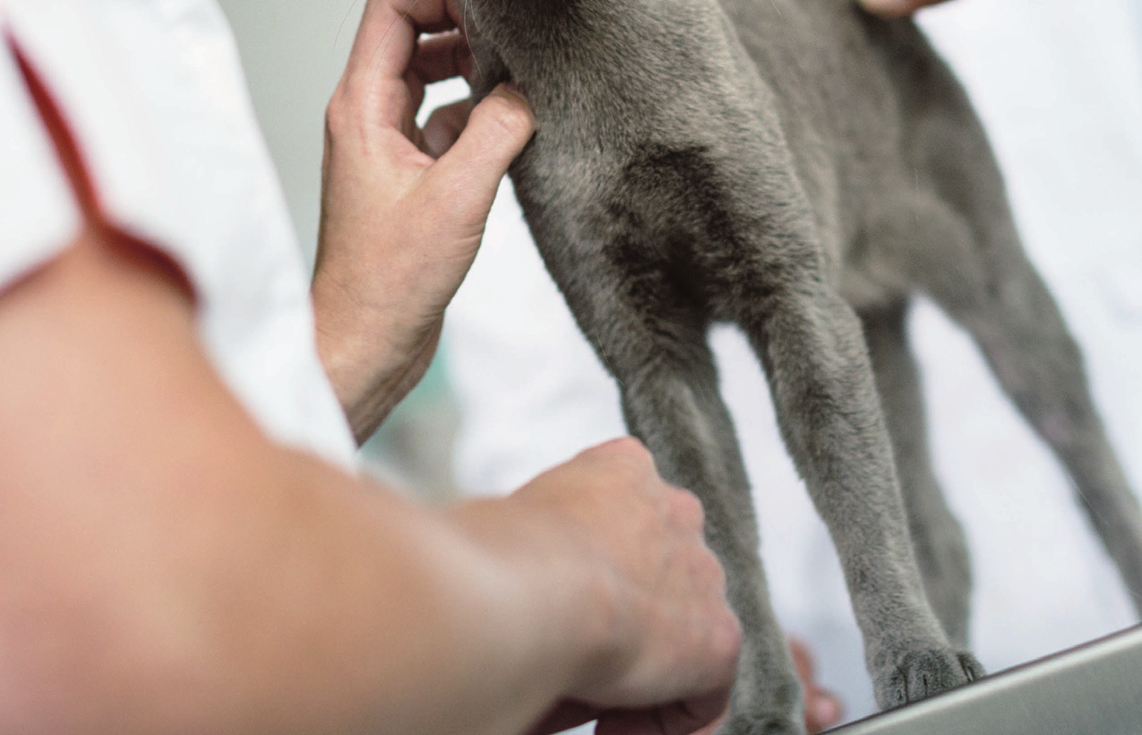 SKYDD upp till 12 VECKOR SPOT-ON FR KATT MED 12 VECKORS