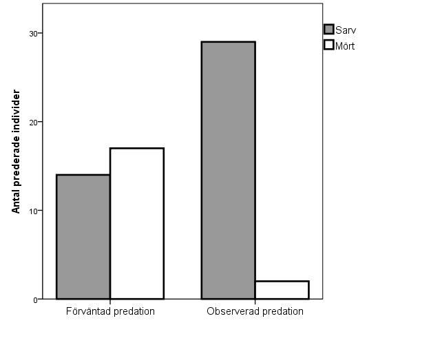 Predationstrycket från storskaven visade sig vara signifikant högre för sarvindivider än för mörtindivider (chi-2 test = 29.307, p < 0.0001) (Figur 2). Figur 2.