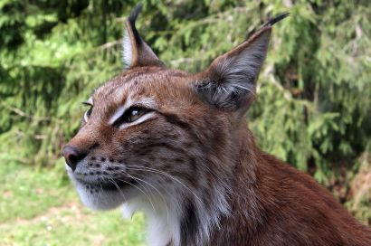 .. Luchs (Nordamerika) Latinska namn: Lynx lynx Unterarten: Der Luchs bevölkert nach Ansicht einiger Autoren als eine Art mit 14 sich farblich und auch