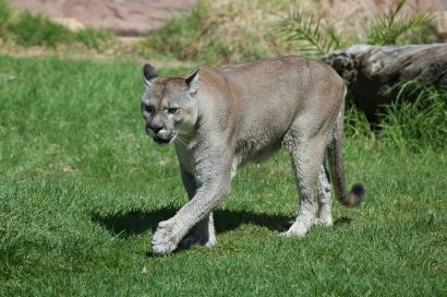 e Lak Vildtart - Höstsjakt hos Adams Puma (Nordamerika) Latinska namn: Felis concolor Underarter: I hela utbredningsområdet, Nord- och Sydamerika, finns 30
