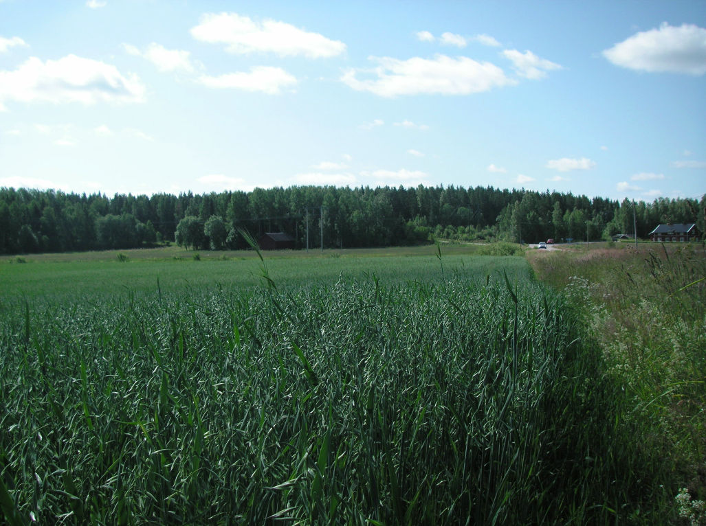 örtvegetation. Den senare laserskanningen har inte nått ner till markytan.