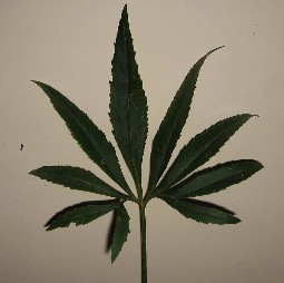 Förr i tiden försökte botanister klassificera Helleborus efter bladens form och dess delningar.