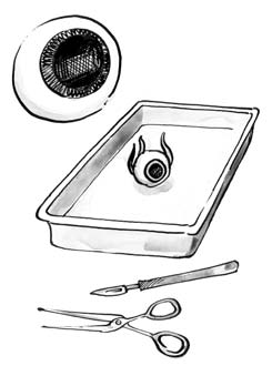 5.5 17. Skoðun auga Þú þarft: auga úr dýri, til dæmis kálfsauga, lítið bikarglas, skæri, skurðhníf og krufningsbakka. Rifjaðu upp gerð augna með hjálp mynda í grunnbókinni á blaðsíðum 96 97.