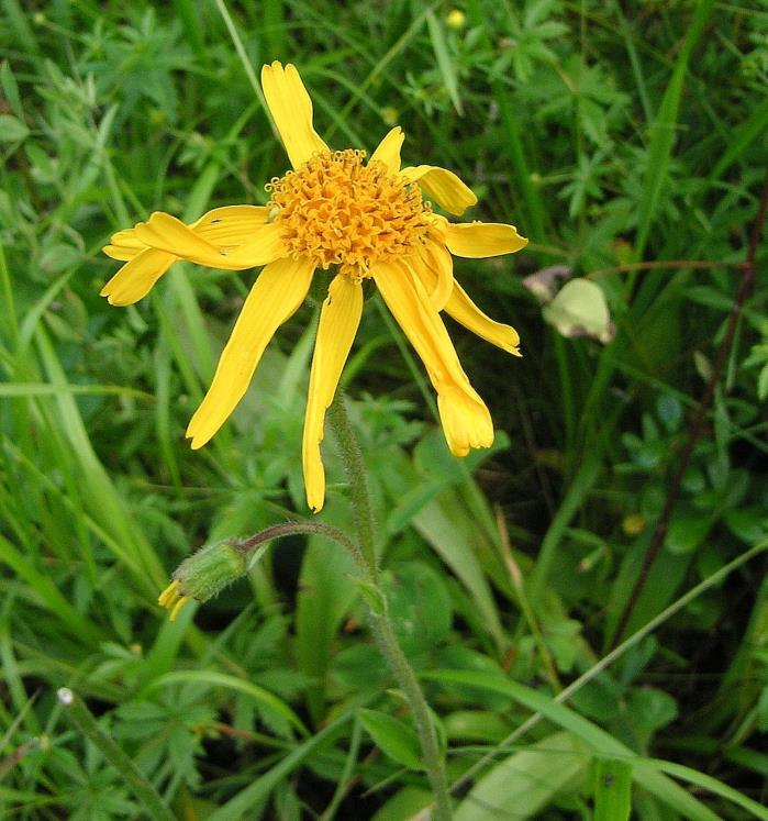 När året 2012 summeras kan man konstatera att det har varit livlig aktivitet hos floraväktarna i länet. Totalt har 21 floraväktare rapporterat besök på floraväktarlokaler.