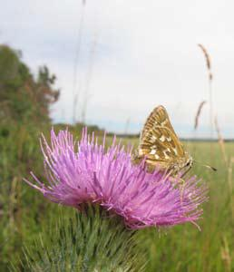 Även en del andra fjärilar förekommer givetvis. Den relativt blomrika vägkanten med fuktstråk/dike längs objektet gav nektar åt vanliga arter även mitt under sommartorkan.