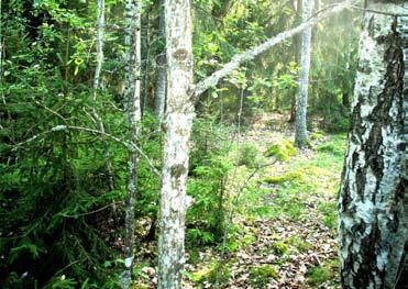 Eftersom hällar ej kunnat växa igen med skogsvegetation lever många örter i denna smala gränszon mellan trädbevuxen mark och hällmark.