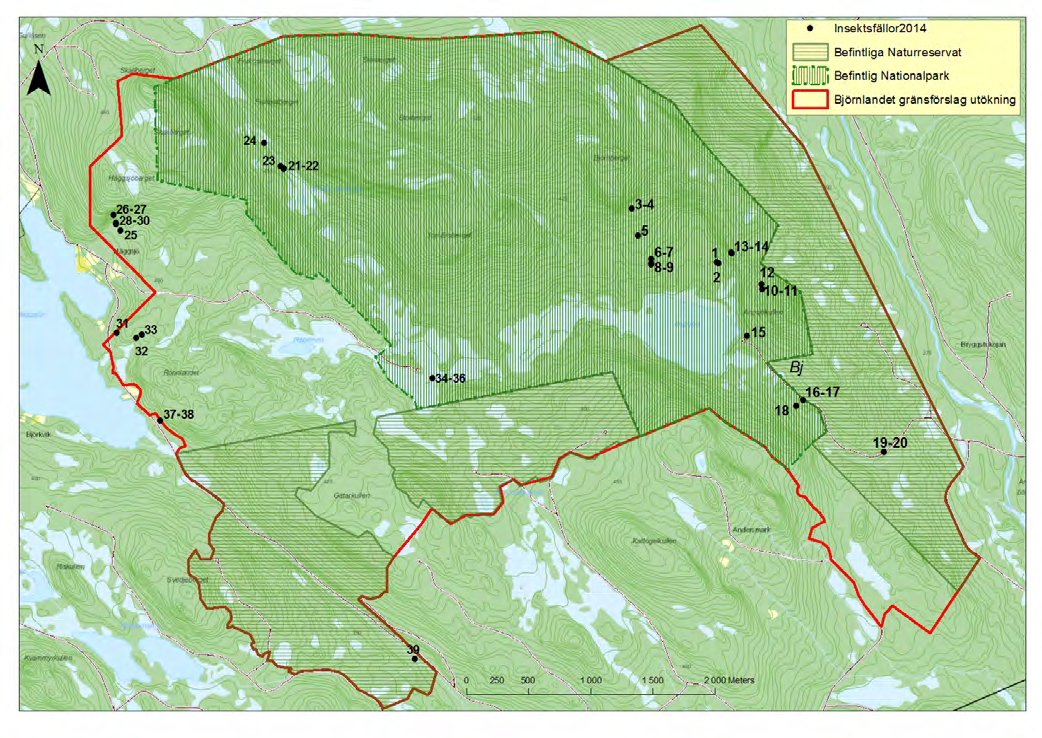 Steklar i Björnlandet 23 som klibbticka (Fomitopsis pinicola), knölticka (Antrodia serialis) och fnöskticka (Fomes fomentarius) är allmänna och på många granlågor påträffas även ovanligare vedsvampar