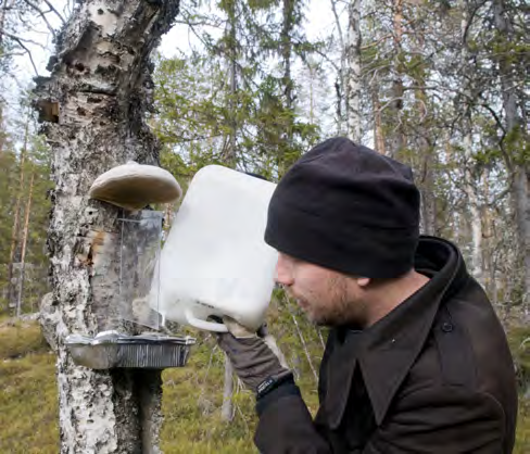 Steklar i Björnlandet 25 i detta område är relativt hårt plockhuggen runt förra sekelskiftet varför de äldsta träden och den grövsta gamla döda veden ofta saknas.