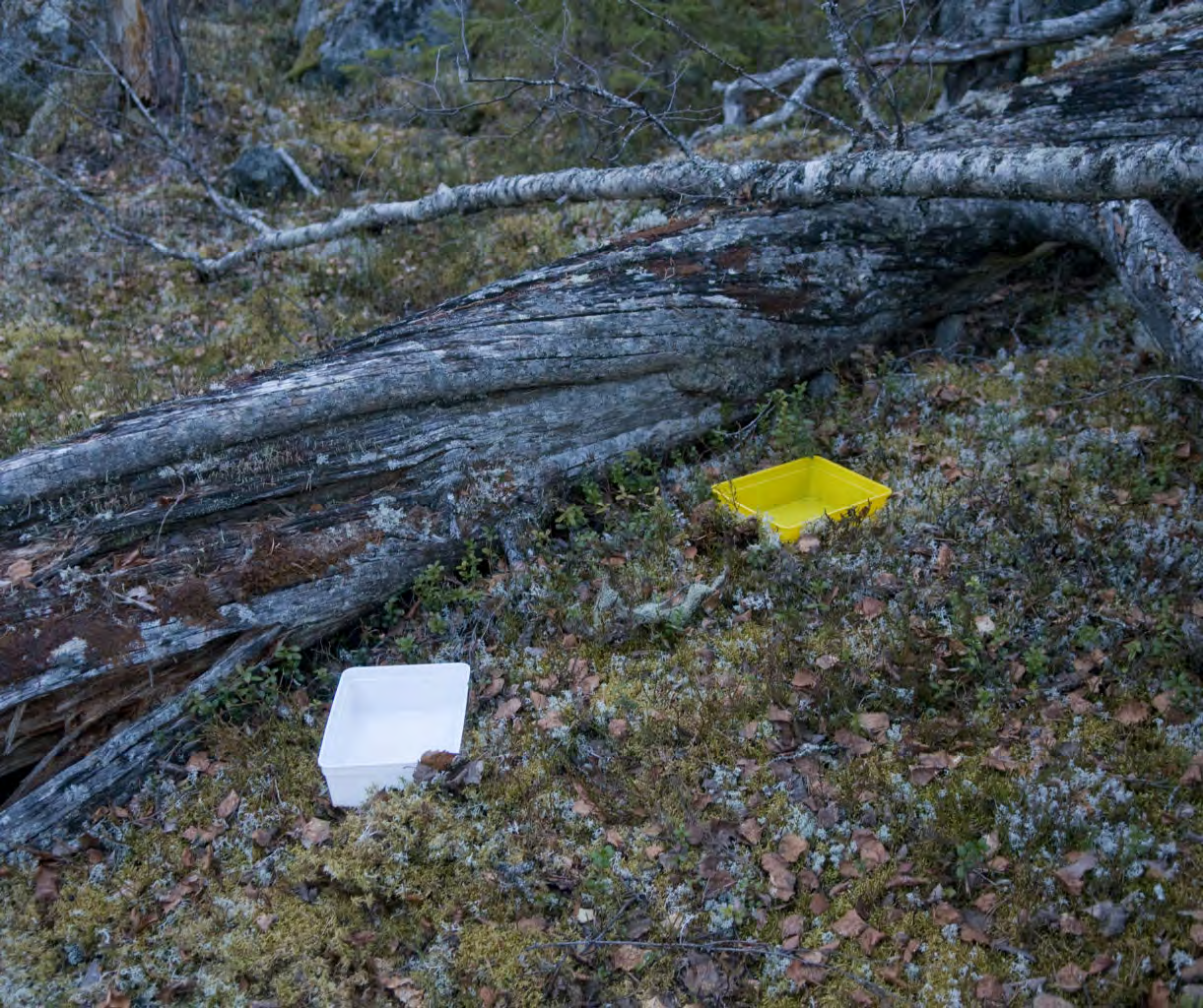 26 Andreas Garpebring & Sven Hellqvist på en bröt av färska och äldre granlågor, med fruktkroppar av bland annat ullticka, rynkskinn och violticka (Trichaptum abietinum).