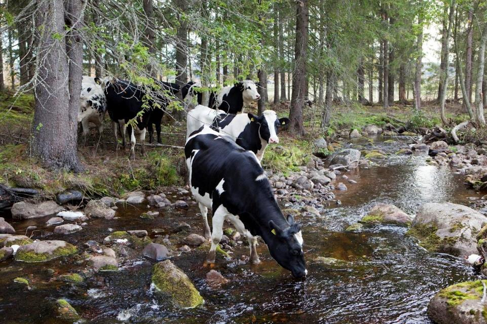 Biosfärområden: Bevara