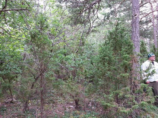 2016-05-23 Sida 15(36) Illustration 8: Delparti 5:2 Tät vegetation i klintskogen mellan Kalcitvägen och klinten ovan Likkarsvägen (fotbollsplanen utsikten).