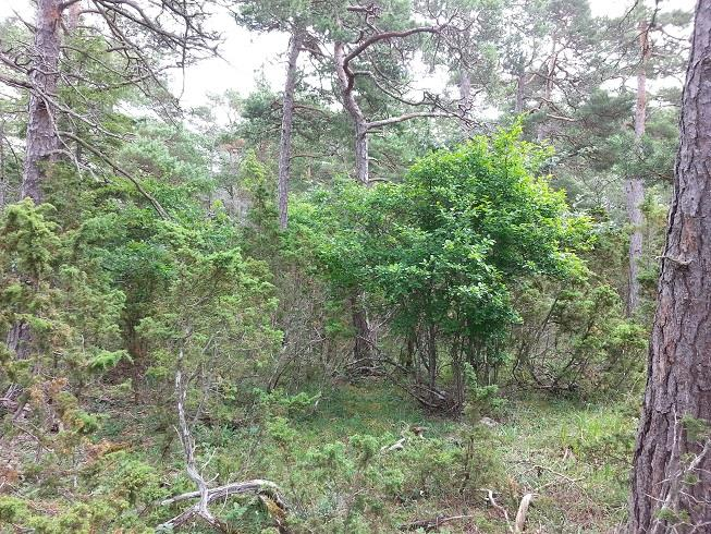 2016-05-23 Sida 24(36) Delomra de 12. Skogen o ster om Likkarsva gen Skogsstyrelsen Det största skogsområdet finns på fastighetens östra del.