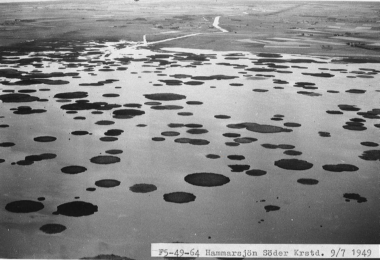 Påverkar säv och bladvass i sjöar Sävruggar i Hammarsjön fram till slutet av 1990-talet nu är