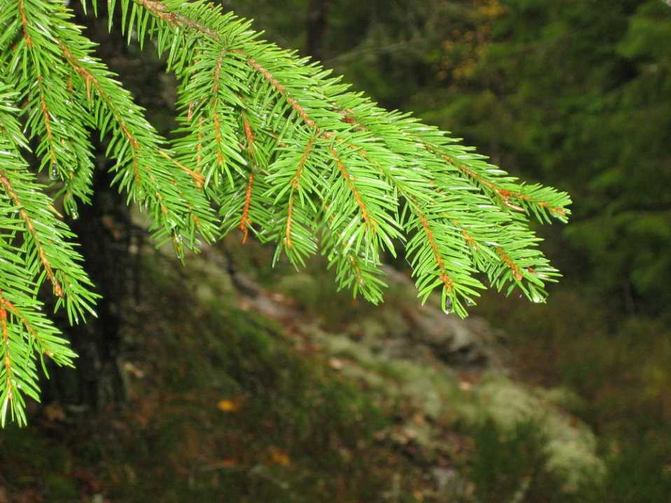 Skogsfastighet belägen i Svappavaara. Fastigheten omfattar 133, varav 5,1 utgör produktiv skogsmark.