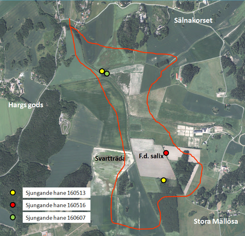 Resultat Sälnafälten med omnejd Observationer av ortolansparv Sälnafälten 13 maj-7 juni. Röd linje anger inventerat område. Sälnafälten Sälnafälten inventerades den 13 maj och den 7 juni.