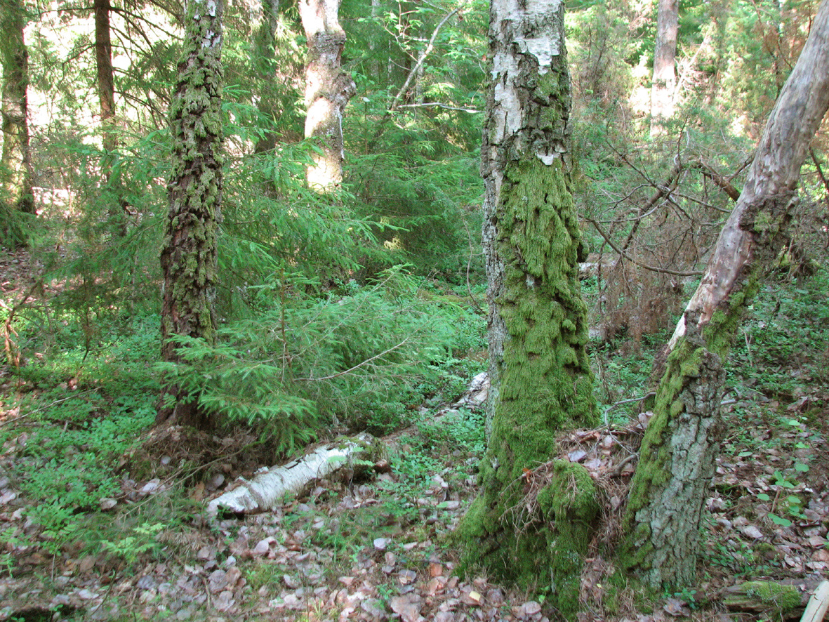 DELOMRÅDE 11 - Blandskog sydost om Gissleröd Större delen av delområdet domineras av trivial blandskog av tall, gran, björk, asp och ek med till lika trivial fältskiktsflora.