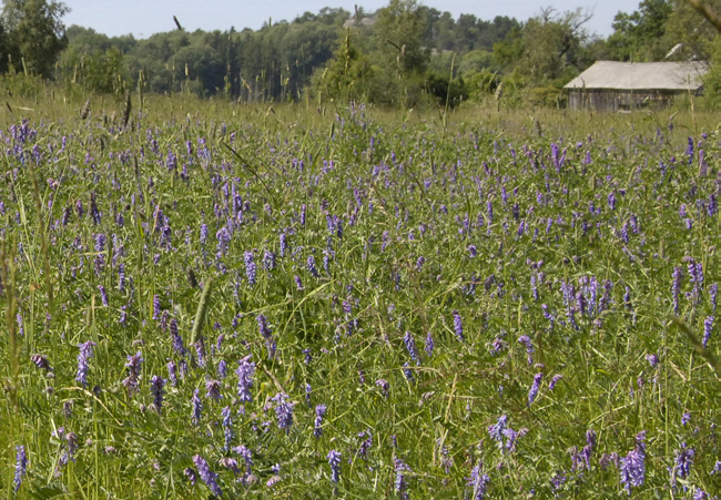 Ängsmarken var vid undersökningstillfället i praktfull blomning med luddvicker i dess centrala del (fig 32 samt gulmarkerad yta i delområde 36 fig 3b).