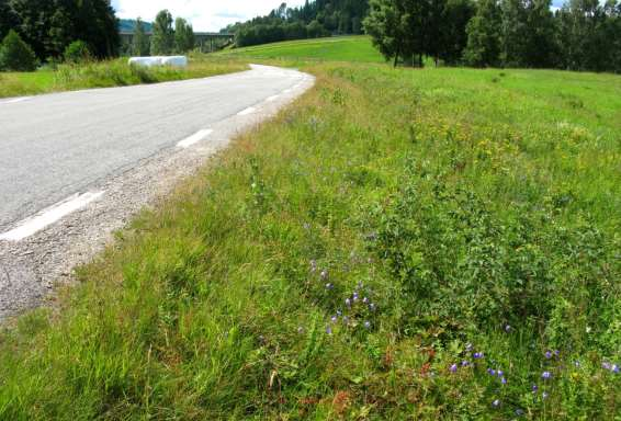 1621-1: Blomrikare innerslänter med gott om åkervädd och liten blåklocka. Förutsättningar för väddsandbi finns.