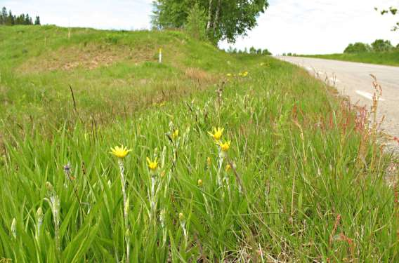 1621-2: Blomrika inner- och ytterslänter med gott om gökärt och svinrot. Förutsättningar för vialsandbi och långhornsbi ser bra ut.