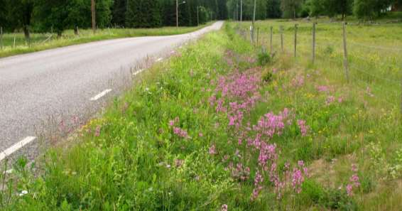 1706-2: Blomrika vägkanter med gott om brudborste och tjärblomster.