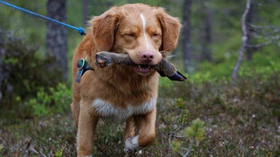 Tollarsäsongen drar igång Då var vintern över för den här gången. Den sista slädturen fick bli den i fjällen, Edsåsdalen i slutet av mars.