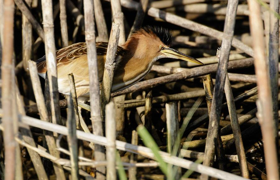 En charmig dvärgrördrom på nära håll. Foto: Hans Vallin 18 Black-crowned Night Heron Nycticorax nycticorax nycticorax (Natthäger) 1 Crocodile Island, Luxor 3.12, 1 Luxor 4.12, 2 Luxor 6.