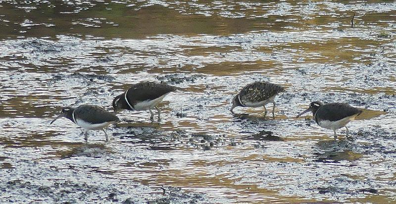 Rallbeckasiner! Foto: Uno Unger 53 Marsh Sandpiper Tringa stagnatilis (Dammsnäppa) 1 Crocodile Island, Luxor 3.12, 3 Luxor 6.12, 5 The Upper Nile 7.12 och 2 Gebel Shisha 8.