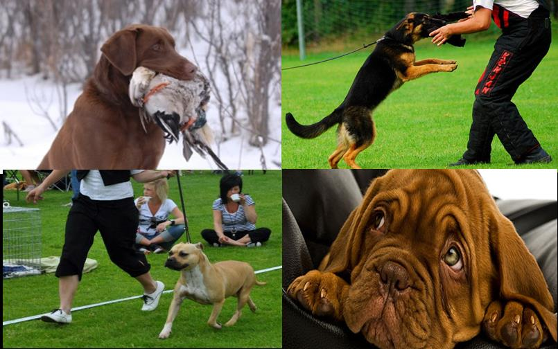 Vilket foder ska jag välja? Bravo Hundfoder erbjuder ett brett sortiment av både djupfryst hundmat och torrfoder.