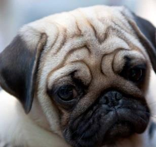 Foderangivelser Bravo Hundfoders burgare tillverkas av svenska kontrollerade animaliska produkter med undantag för Lax fodert som innehåller lax odlad i Norge med tillsatta vegetabilier och vitaminer.