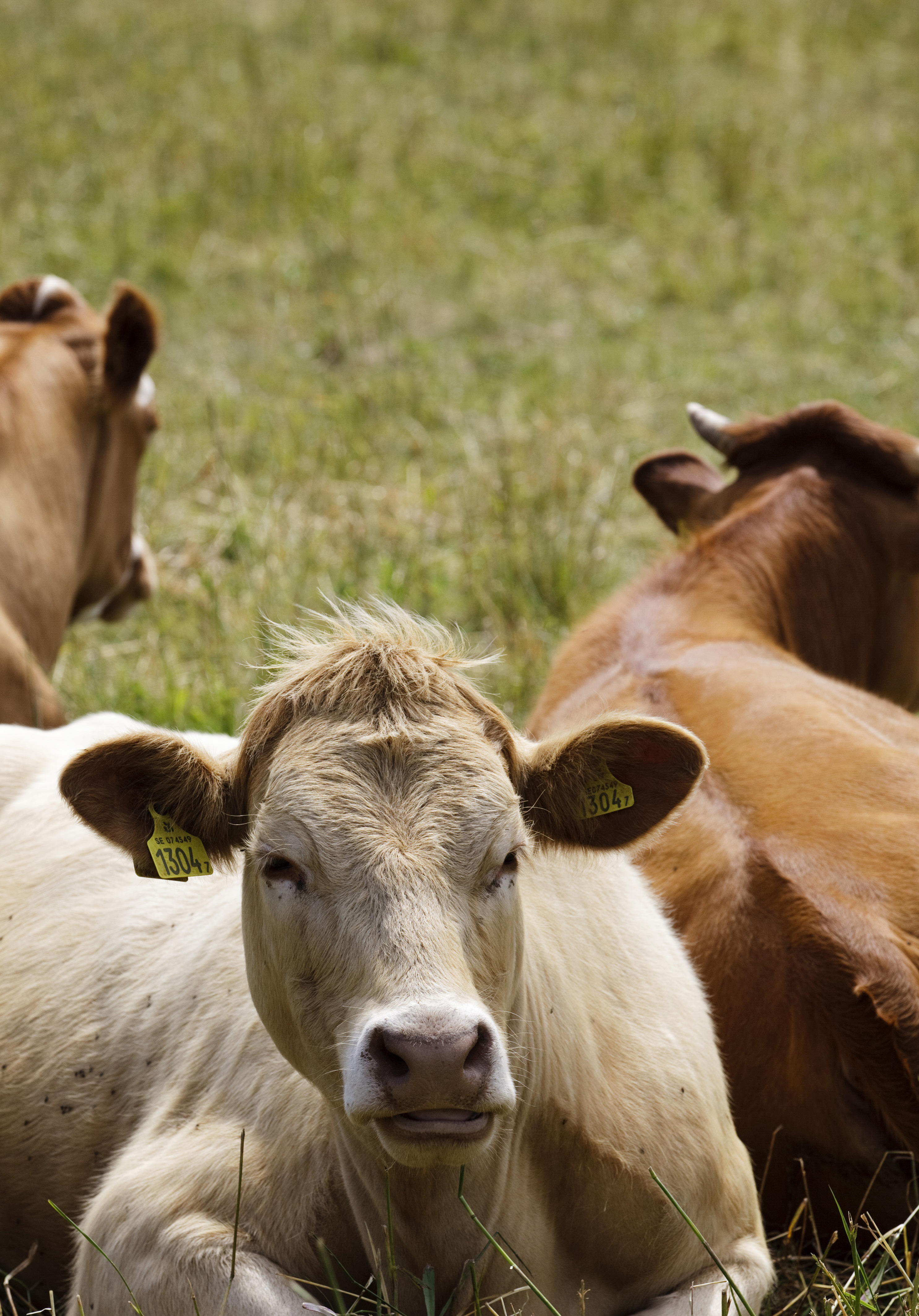 Miljönytta och samhällsekonomiskt värde vid produktion av biogas från gödsel Klimatnyttan med att ersätta konventionell gödselhantering med ett system där gödsel används som råvara för produktion av