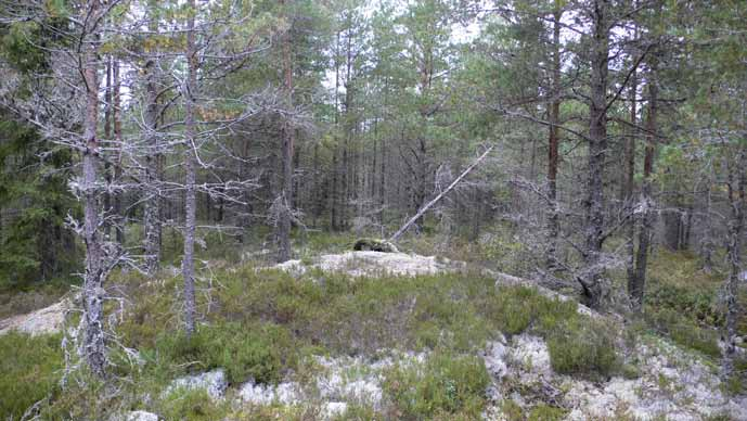 Illustration 3. Naturbild över området. Bilden är tagen mot norr i anslutning till verksplats 9. Inventeringen utfördes under våren och försommaren 2009 av Lars Gerre, Rio Kulturkooperativ.