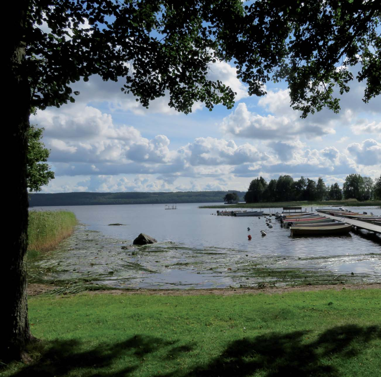 Tunbohässle vid Tisaren.