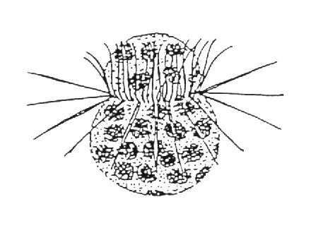 Figur 4. Kiselalgen Skeletonema costatum som dominerade under vårblomningen. Figur 3. Den kedjebildande kiselalgen Chaetoceros wighami, som förekom under vårblomningen. gellater och ciliater.