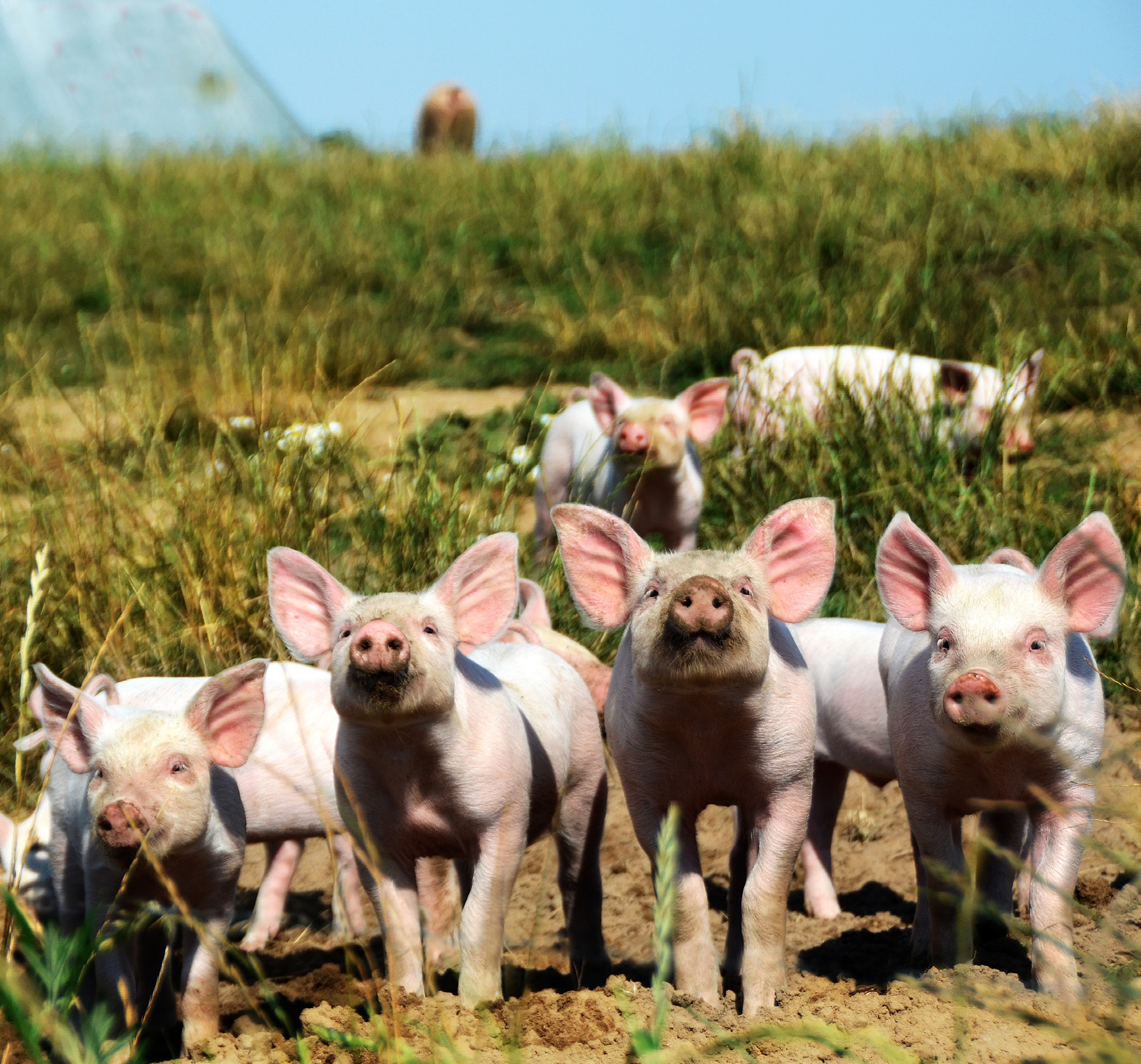 Vilka regler gäller för användningen av antibiotika till lantbruksdjur i Sverige, EU och resten av världen?
