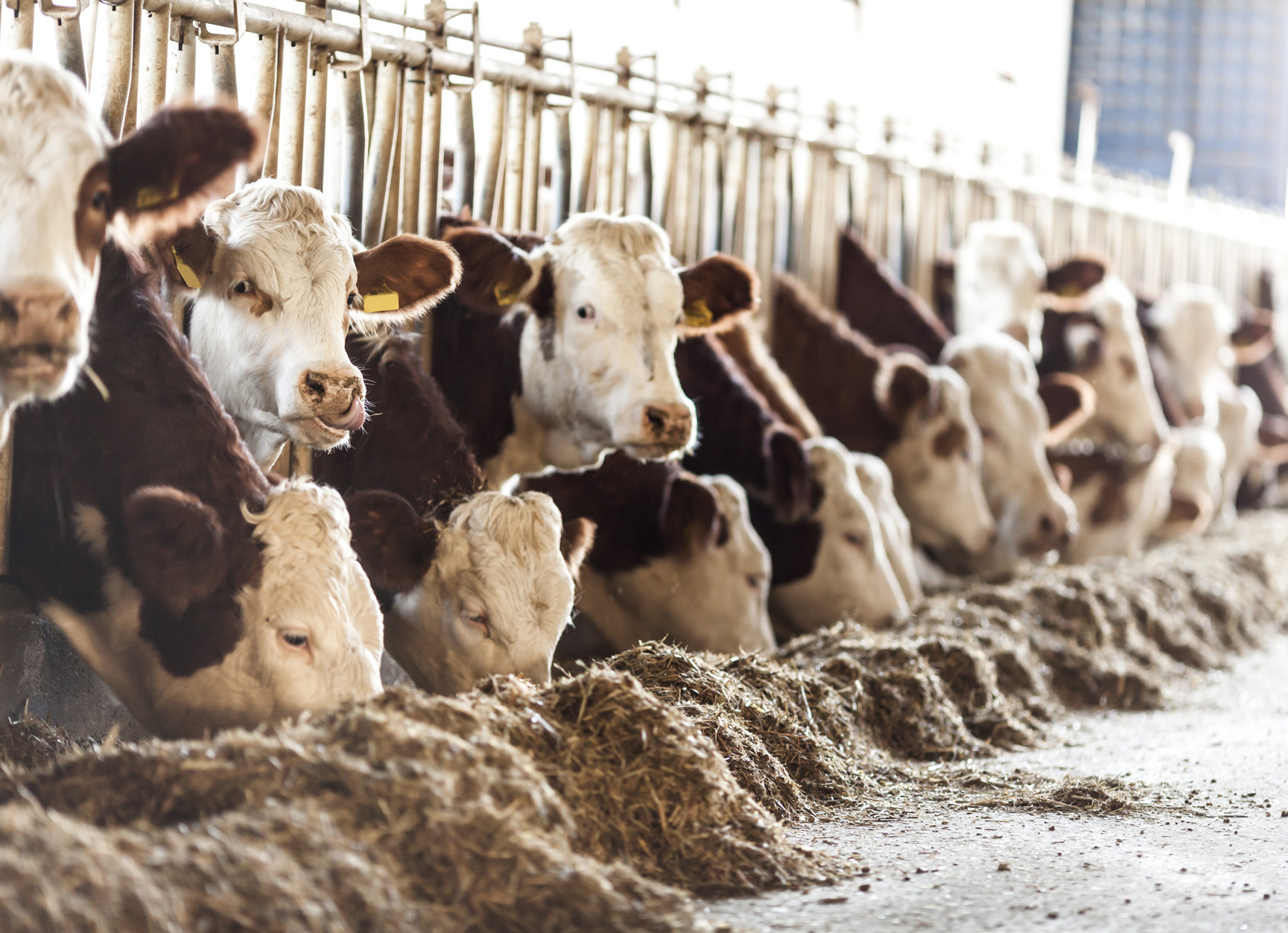 Ekologisk certifiering kan vara ett instrument för att minska risken för antibiotikaresistens Ekologisk produktion kan ge möjligheter att begränsa spridningen av antibiotikaresistens.