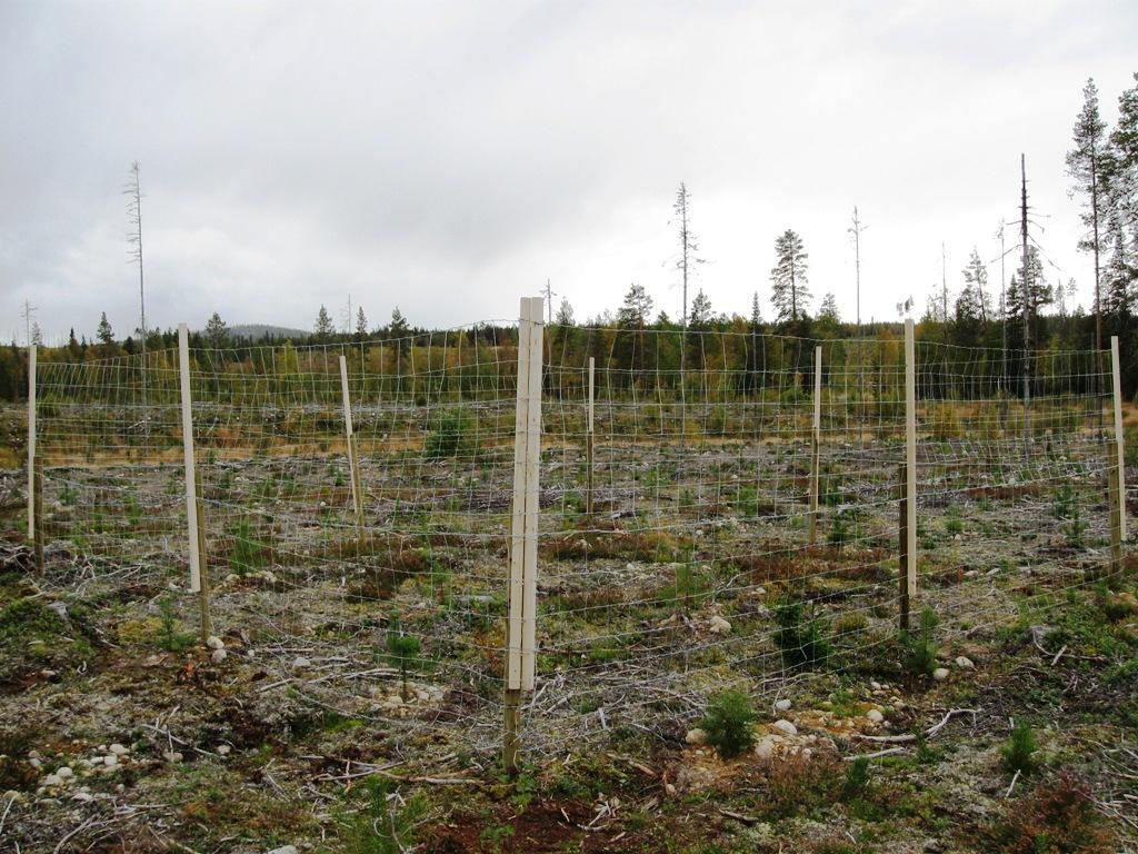 Därefter, mät och märk ut 5x5 meters ytan, d v s själva inventeringsytan. På tätbevuxna hyggen, t.ex.