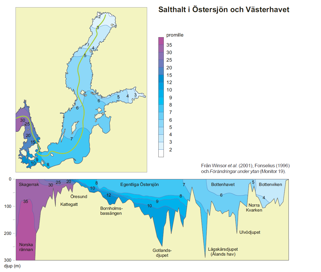 väldigt varierande beroende på inströmningen. I ytvattnet och i grundare områden i Öresund förekommer stor variation av salthalt, från ca 6-30. I Figur 2.9 visas variationerna. Figur 2.9 Variation av salthalt.