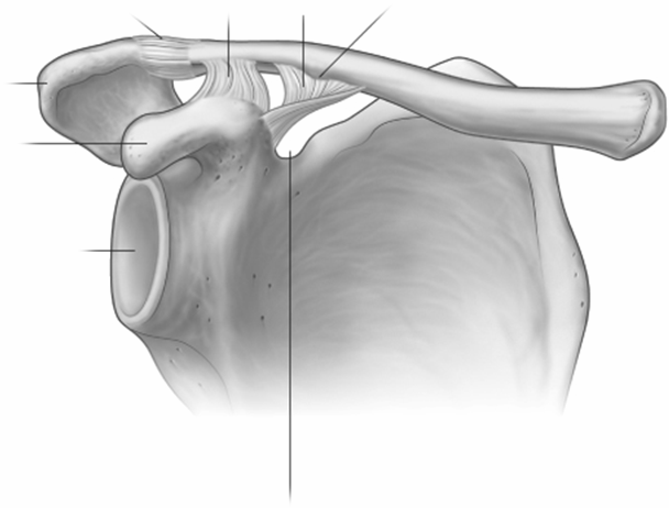 Rörelseapparaten (11p) 5. a) Vilka ben ingår i figuren till höger 2p A b) Namnge 1 ben som ledar in mot pilen A på bilden. 1p c) Hur fäster enheten mot axialskelettet? 1p 6.