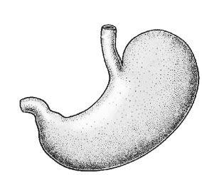 31. Hur utbreder sig pleura pulmonalis? 2p Digestionsapparaten (10p) 32. a) Ge exempel på två organ som är sk intraperitoneala organ. 1p b) Förklara uttrycket intraperitonealt. 1p 33.