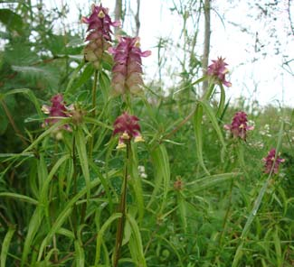Korskovall Melampyrum cristatum Korskovall är en rödlistad växt placerad i kategorin missgynnad (NT).
