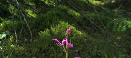 Röd skogslilja (Rödsyssla) Cephalanthera rubra Röd skogslilja, även kallad rödsyssla, är en rödlistad orkidé