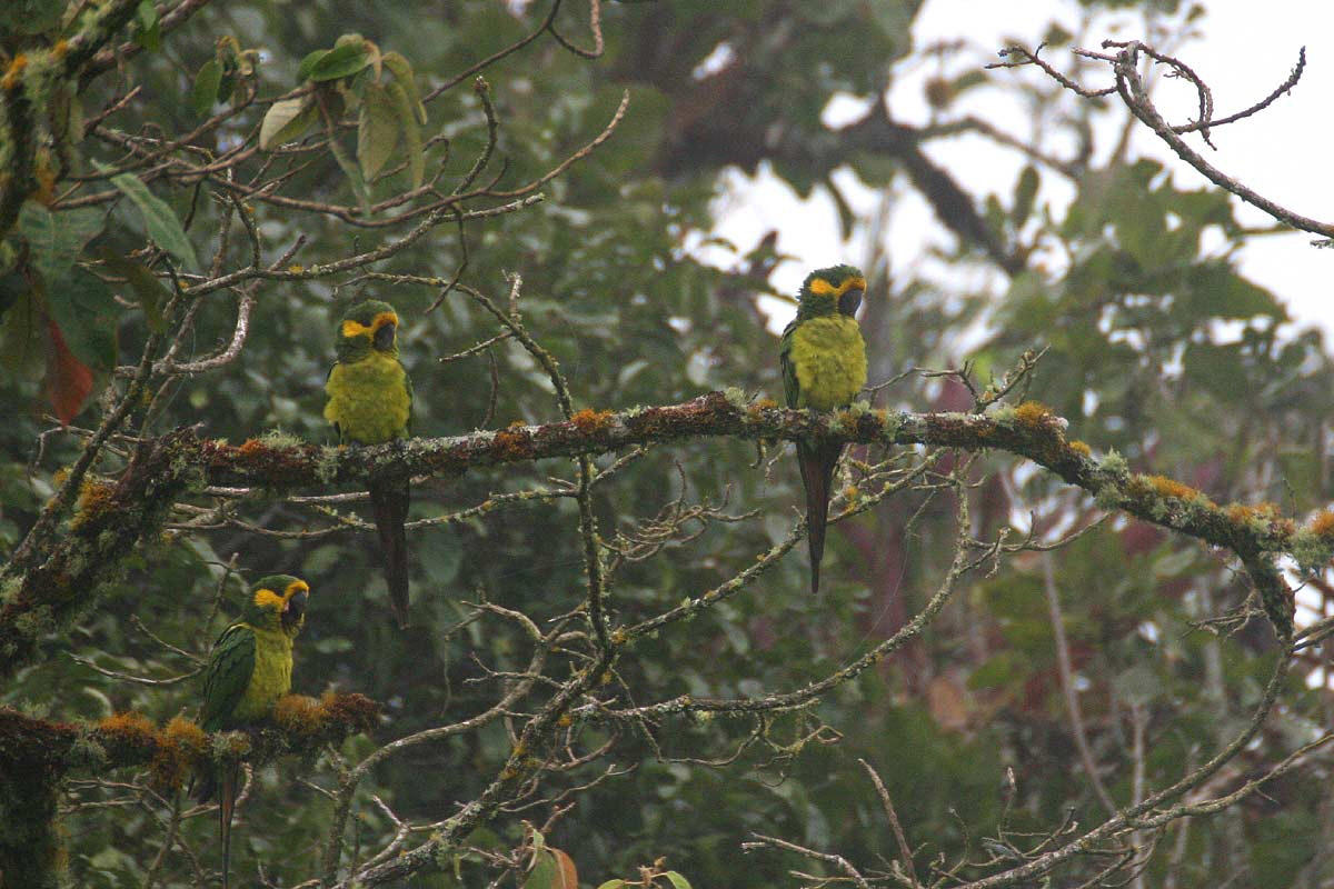 En av resans höjdpunkter; Yellow-eared Parrots vid Jardín. Foto: Markus Lagerqvist.