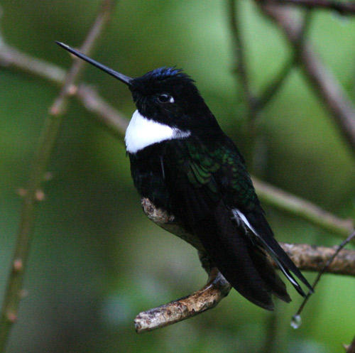 Mountain-Tanager. Samuel såg en vessla kila över stigen (två möjliga arter).