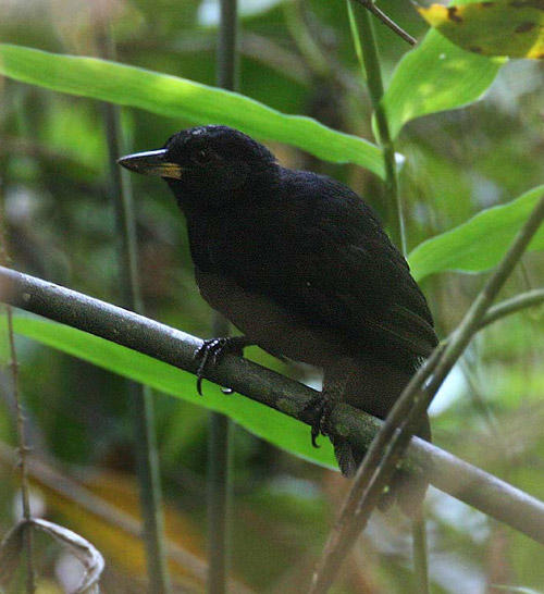 Black Bushbird. Foto: Markus Lagerqvist. Barred Antshrike (Torstens drömart!), Leaden Antwren, Amazonian Royal-Flycatcher (hörd) och Hooded Tanager.